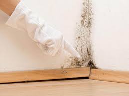 Best Black Mold Removal  in Gautier, MS